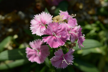 Obraz premium ナデシコ