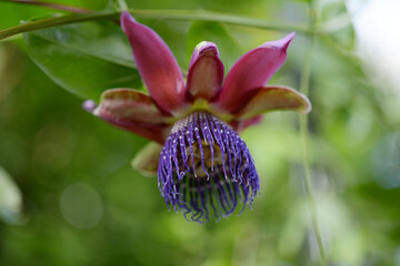 パッシングフロラ・フォエニケア