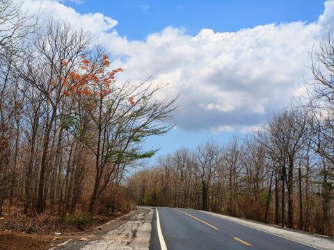 A winding asphalt road curves through a sparse forest with bare trees under a clear blue sky.
