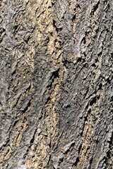 Granular material, solid wood with a structural surface for design textures. Grunge panel with rough coating