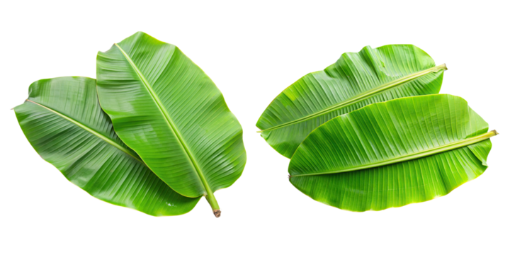 Two large banana leaves isolated with transparent background