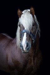 Fototapeta premium Black shot portrait of a chestnut brown noriker coldblood horse stallion on black background