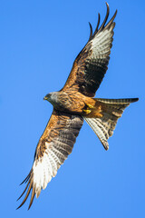 Red Kite, Milvus milvus, bird in flight