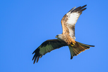 Red Kite, Milvus milvus, bird in flight
