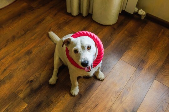Cheerful azor funny dog for good mood