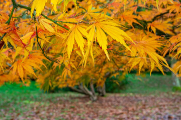 Beautiful autumn yellow leaves, close up