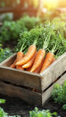 Freshly Harvested Organic Carrots in Wooden Crate. Farm Fresh Vegetables, Autumn Harvest