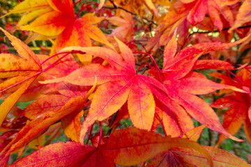 Acer leaves in Autumn.  Bright red