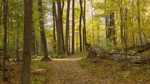 And Dio about a cyclist in the forests of Ottawa Canada