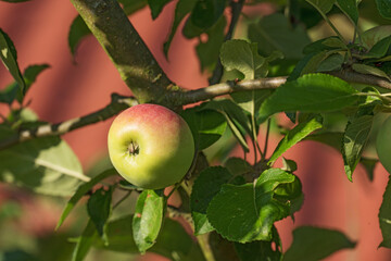 Apple tree, fruit and wallpaper for healthy diet, wellness or vegan food as snack or harvest. Texture, background and nutrition for fiber, vitamins and organic as fresh produce in agriculture or farm