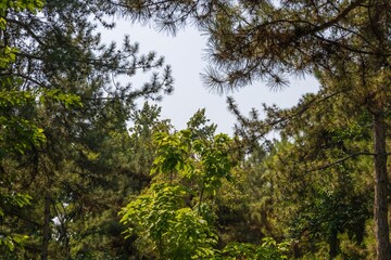 Background with a view of the trees in the park