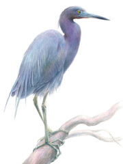 Watercolor illustration of small blue heron bird.