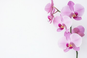 Fototapeta premium Pink Orchid Flower on White Background