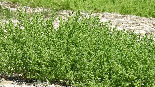 [4K] Okahijiki (Salsola komarovii) Growing on Sandy Beach: Coastal Saltwort in Natsudomari, Aomori, Japan 【4K】海岸の砂地に自生するオカヒジキ：夏泊半島の砂浜に広がる多肉質の塩生植物と、青森の海の風景素材 撮影日：20240819-2