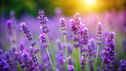 Fototapeta premium A single lavender plant with its delicate purple flowers in a garden, nature scene, flower photography