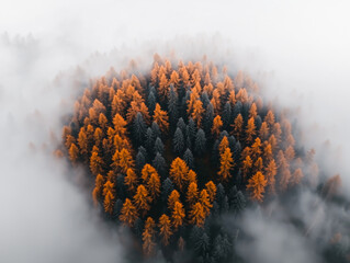 Fototapeta premium Small forest with orange trees surrounded by fog, aerial winter view 