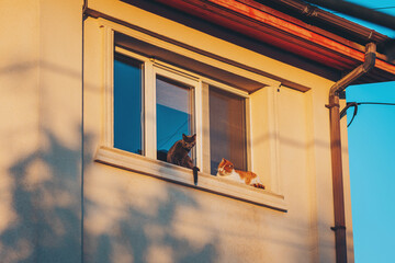 Two cats standing on the window. A cats sits in a vintage-style window of a house. cats walking on a window sill. 