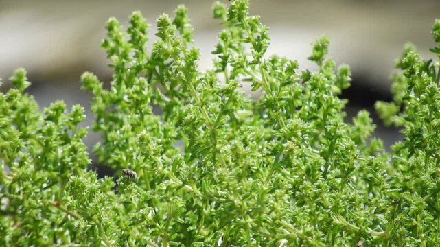 [4K] Okahijiki (Salsola komarovii) Growing on Sandy Beach: Coastal Saltwort in Natsudomari, Aomori, Japan 【4K】海岸の砂地に自生するオカヒジキ：夏泊半島の砂浜に広がる多肉質の塩生植物と、青森の海の風景素材 撮影日：20240819-3