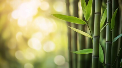 A bamboo plant with a leafy green stem
