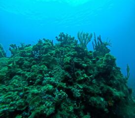caribbean coral reef, underwater photo during a dive in Guadeloupe. Underwater photo, below sea surface 