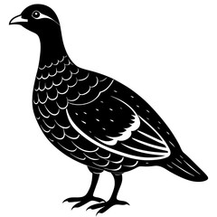 Dusky Grouse silhouette on a white background