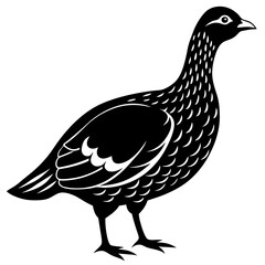 Dusky Grouse silhouette on a white background