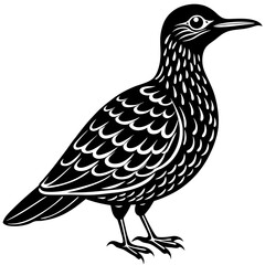 oilbird vector silhouette on a white background