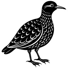 oilbird vector silhouette on a white background