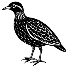 oilbird vector silhouette on a white background