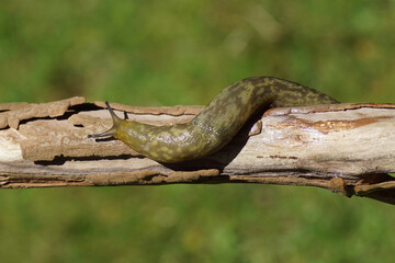 Yellow Slug ( Limacus flavus synonym Limax flavus). Family keelback slugs (Limacidae). Crawling over an old brach. Summer, July, Netherlands	