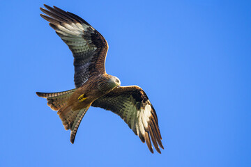 Red Kite, Milvus milvus, bird in flight