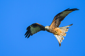Red Kite, Milvus milvus, bird in flight