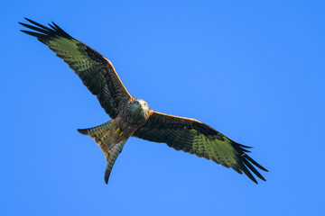 Red Kite, Milvus milvus, bird in flight