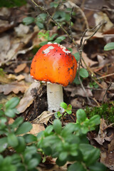 fly mushroom