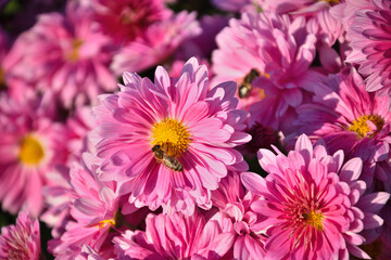 Fototapeta premium pink flowers and the bee