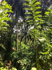 Fototapeta premium trees in the forest