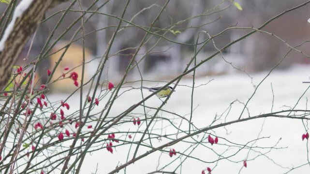 Blue Tit Seeking Shelter in a Rose Hip