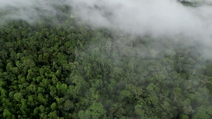 aerial view dolly reverse of a forest covered by foggy in a cold winter day in the mountains - Serra da Mantiqueira, MG - Brazil - Powered by Adobe