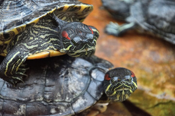 Obraz premium red turtle