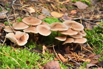 Fototapeta premium mushrooms in the forest