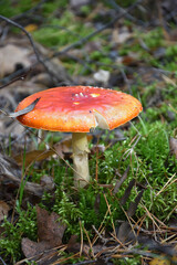 red fly agaric