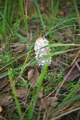 mushroom in the forest