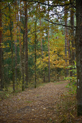 path in autumn forest