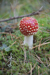 amanita 