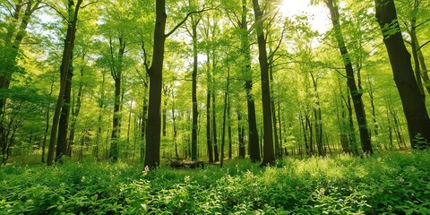 Fototapeta premium Lush green forest in spring and summer with vibrant foliage, tall trees, and sunlight filtering through the leaves, growth, natural