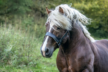 Obraz premium A chestnut brown noriker coldblood draft horse stallion running across a pasture in autumn outdoors