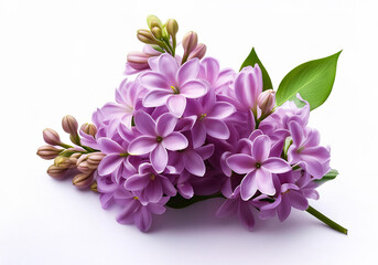 close up Purple Lilac flower isolated on white background 