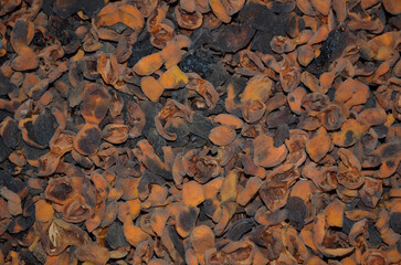 Dried and overdried chopped apricot fruits, as an ingredient for compote and other culinary products.