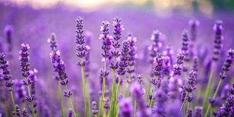 A field of purple lavender plants swaying in the breeze, rural charm, countryside view