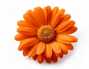Orange color Close up Gerbera Daisy flower isolated on white background